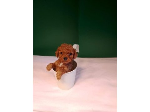 A kalite teacup poodle bebeklerimiz