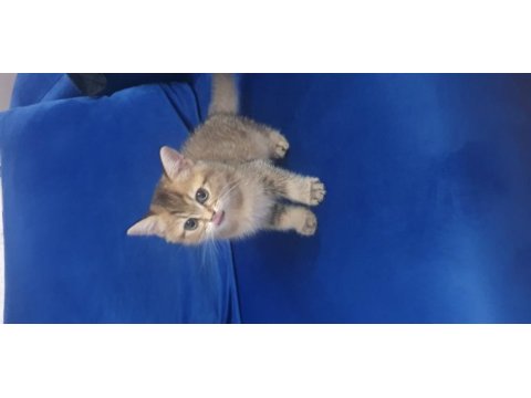 Black golden british shorthair dişi yavru