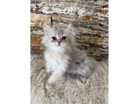 British longhair kedimiz