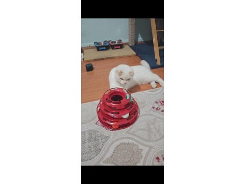 Scottish fold blue kedimiz