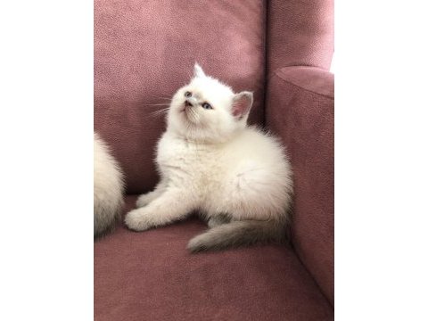 Blue point british shorthair yavrular