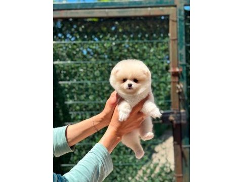Sağlık ve ırk garantili pomeranian