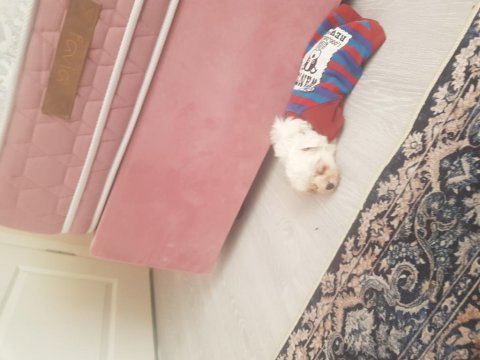 Baldan tatlı terrier yavrumuz