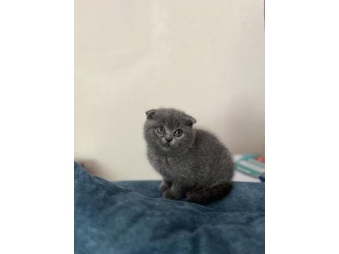 Dişi scottish fold uyguna yavru