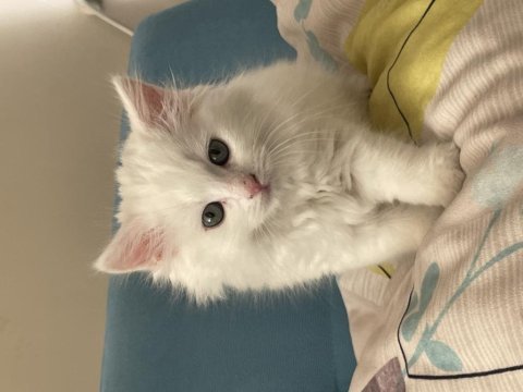 Minik british longhair kullanılmamış eşyaları ile