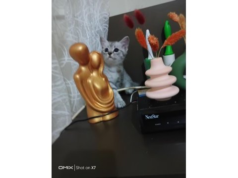 British shorthair 2 aylık antalya
