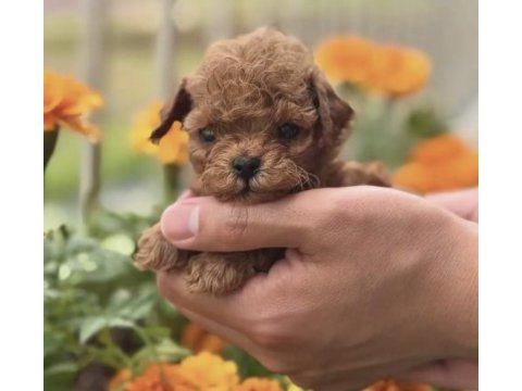 Toy poodle kore minyatür hepsi mevcut