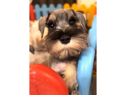 Fcı secereli miniatute schnauzer yavruları