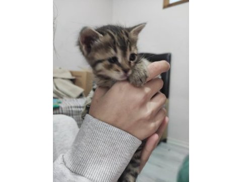 Yağmurdan kaçan şimşek yuva arıyor tekir