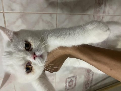 Exolar yeni evlerine gitmeye hazır