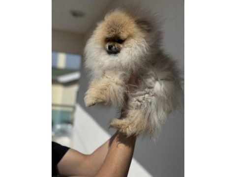 Orijinal renk orange pomeranian boo yavrumuz