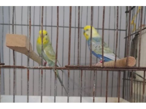 Rainbow yetişkin çift, bilezikli muhabbet kuşları