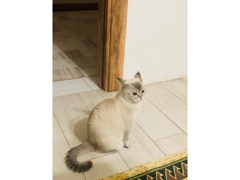 British shorthair kedisi