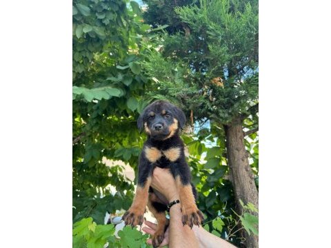 Alman kökenli rottweiler yavruları