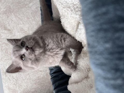 British shorthair yavrular
