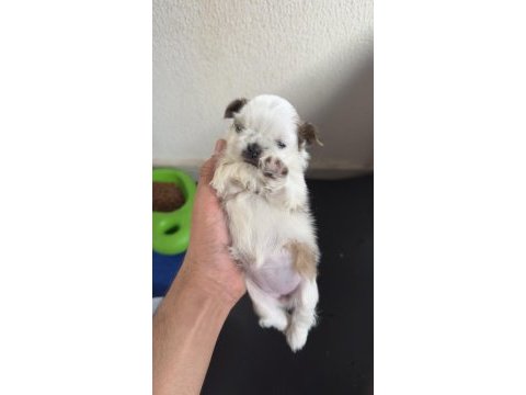 Shih tzu yavrularımız