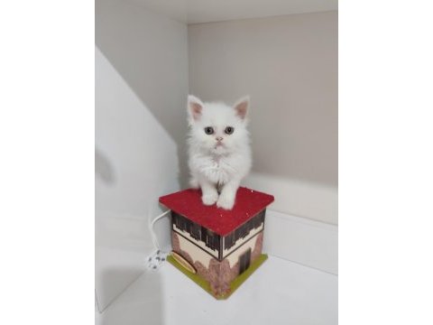 2 aylık dişi british longhair kedimi sahiplendiriyorum