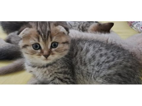 British shorthair ve scottish fold sahiplendirme