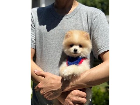 Yavru pomeranian boolarımız