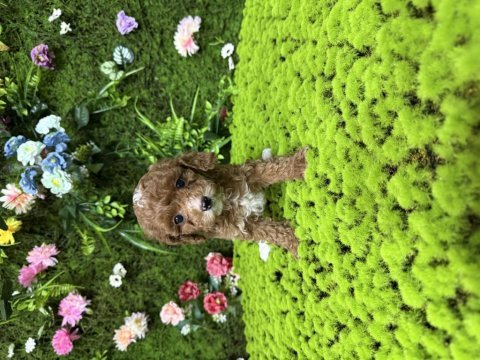 Toy poodle bebekleri
