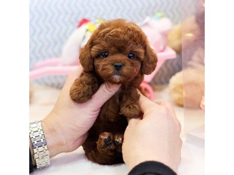 Super star toy poodle yavrularım