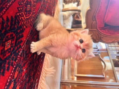 Saf kan golden british shorthair yavruları (wcf kayıtlı)