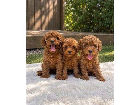 Türkiye geneli 81 ile gönderim toy poodle