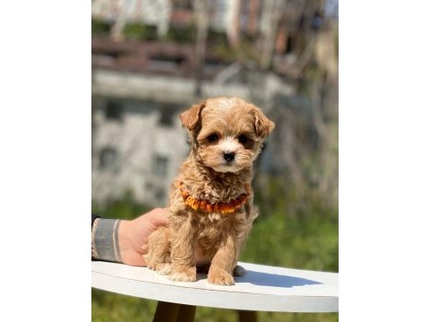 Sevimli maltipoo yavrular