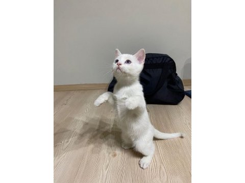 Beyaz tüylü mavi gözlü british shorthair