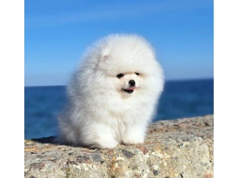 5 aylık yavru pomeranian boo white