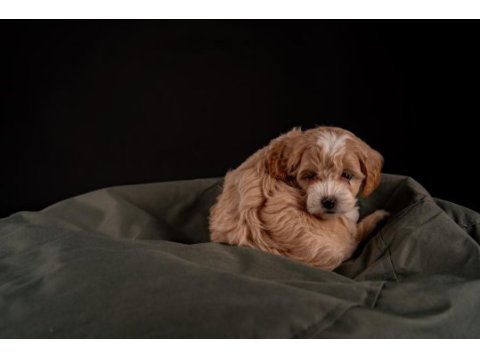 Maltipoo yavrular