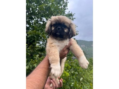 Pofuduk bebekler pekinez