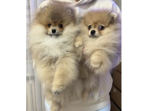 Pomeranian boo yavrularım