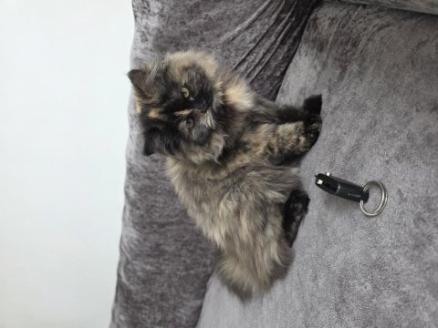British longhair sahiplendirme