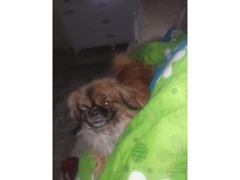 Pekinez köpeğimizi ücretsiz sahiplendirmek istiyoruz