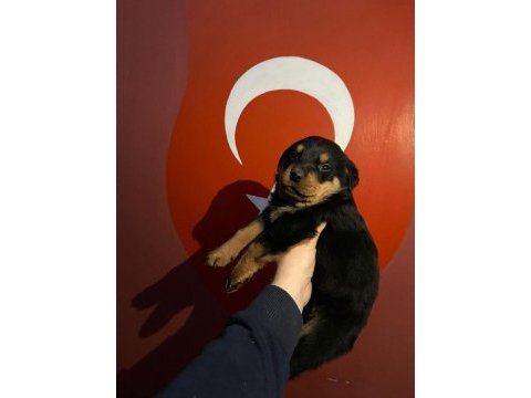 40 günlük koca kafa rottweiler yavrular