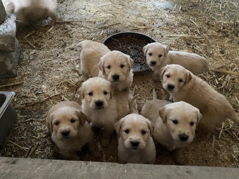 Mükemmel kalite golden retriever yavrular