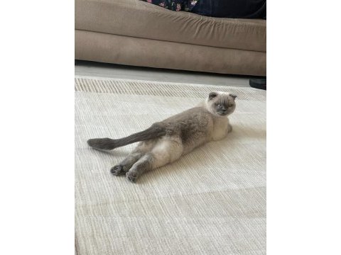 Scottish fold kedisi