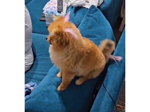 34 yıllık canpette ayı surat pomeranian yavrumuz micro