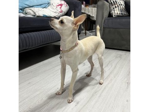 7 aylık chihuahua kartopu kızımız