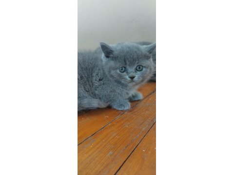 British shorthair yavrular teslime hazır
