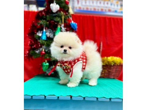 Safkan pomeranian boo yavrularımız