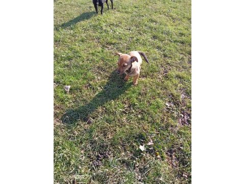 Rus pinscher kırması