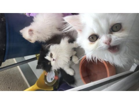 Sevimli exotic shorthair yavru