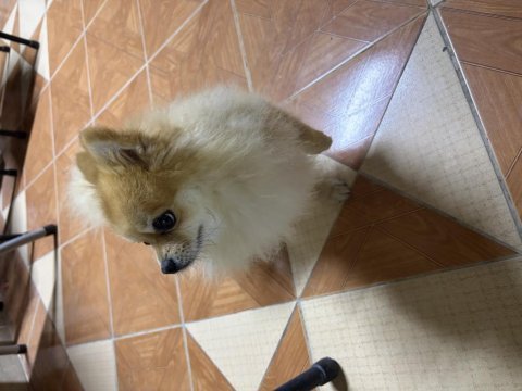 Üst düzey 2.5 yaşında erkek pomeranian boo