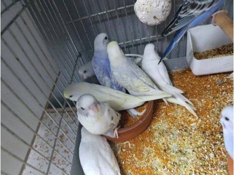 Yuvadan yeni çıkan muhabbet kuşu yavruları