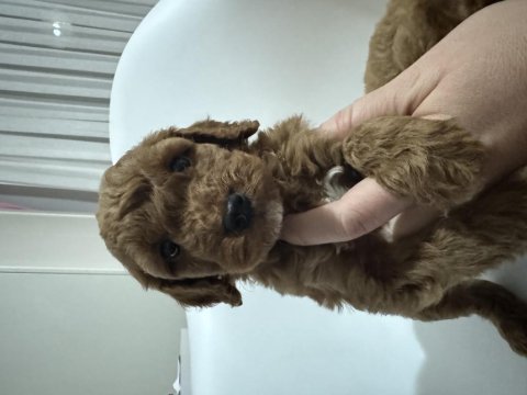 Toy poodle yavru köpekler