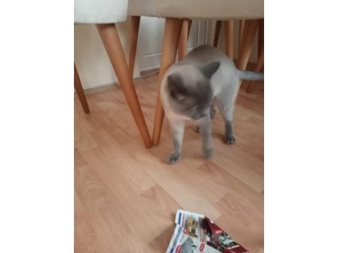 Blue point erkek 7 aylık british longhair