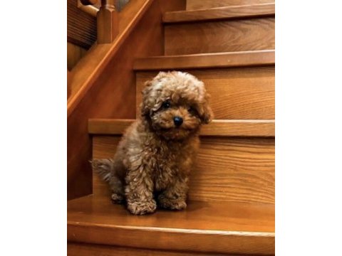 Toy poodle yavrumuz