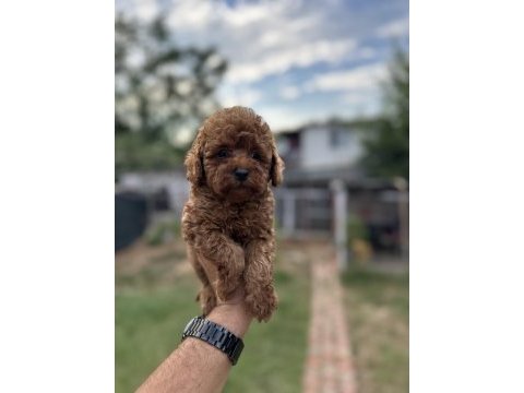 Sağlık ve ırk garantili toy poodle yavrularımız